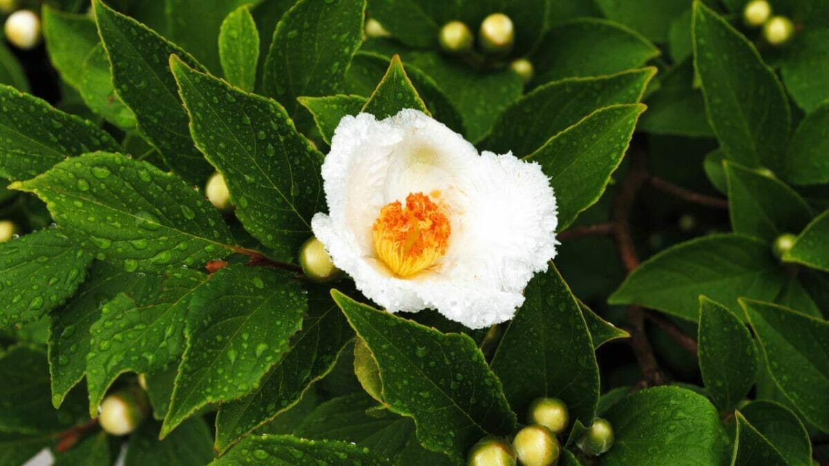 World’s Most Unique Flowers: So Rare, You Won’t Believe They Exist 12 franklin tree flower