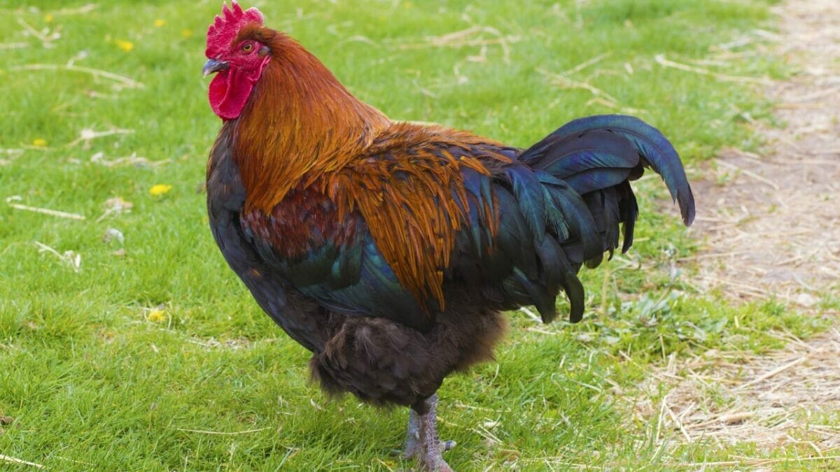 French Black Copper Marans: Friendly Chickens With Unique Eggs 3 French Black Copper Marans chicken breed