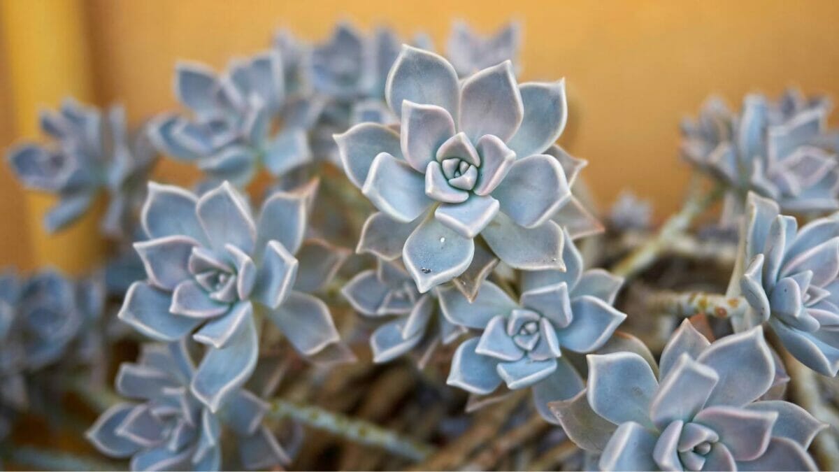 Different Types of Succulents You Won't Believe Exist (With Pictures) 18 Graptopetalum paraguayense succulent