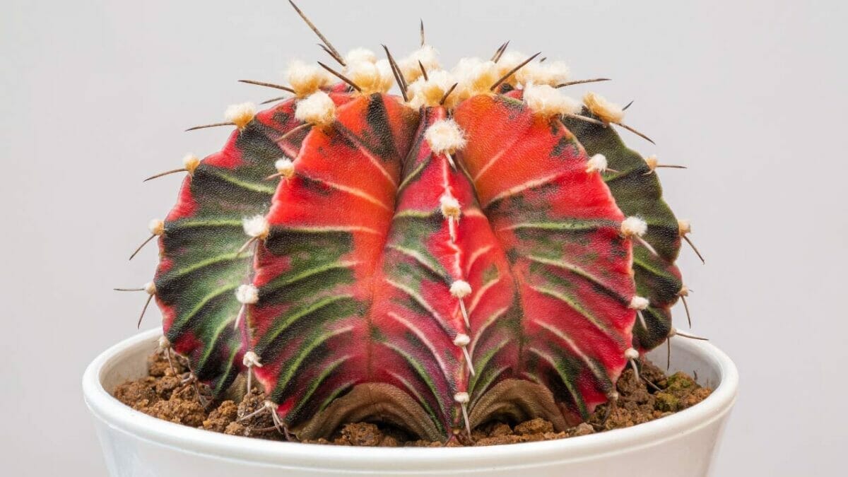 Different Types of Succulents You Won't Believe Exist (With Pictures) 20 Gymnocalycium mihanovichii variegata