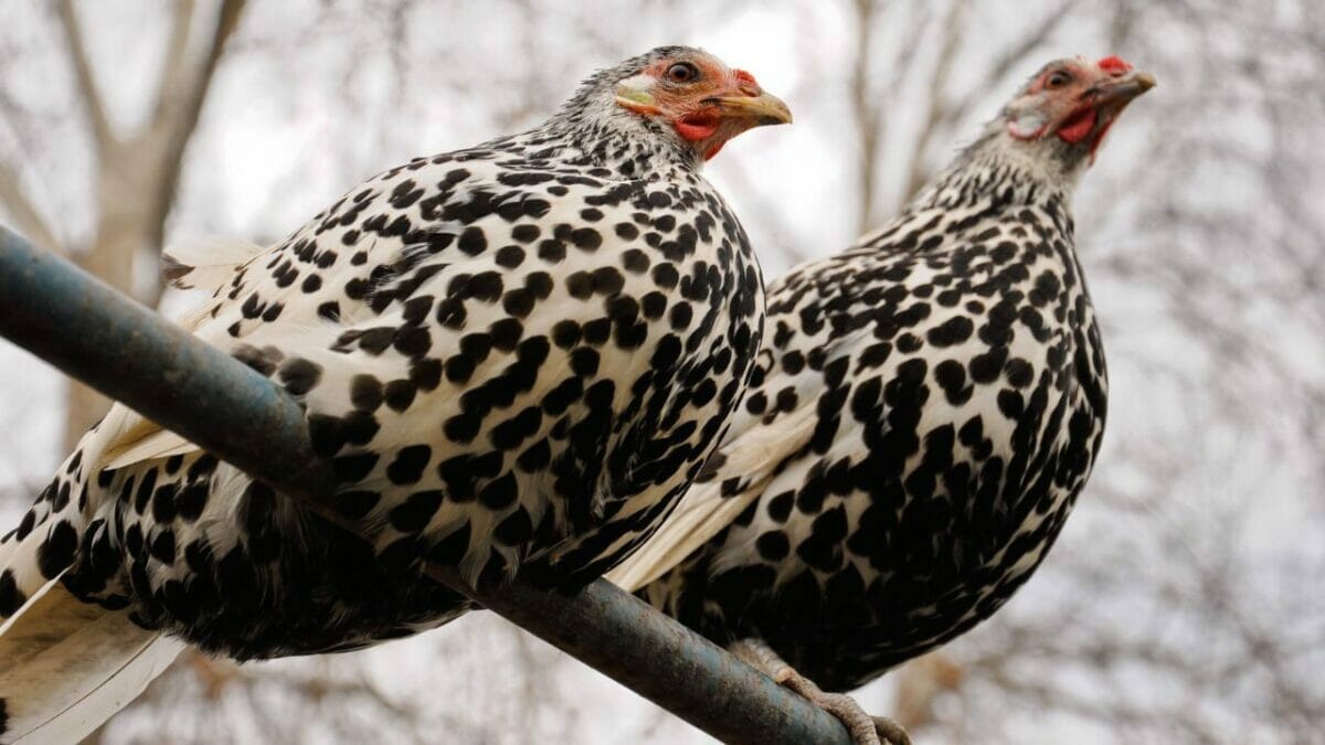 Rare Chicken Breeds: The World's Most Fascinating & Unusual Poultry 18 Hamburgh chicken breed