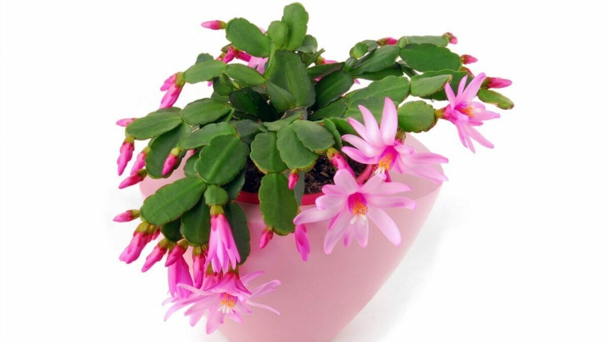 Different Types of Succulents You Won't Believe Exist (With Pictures) 21 Hatiora gaertneri