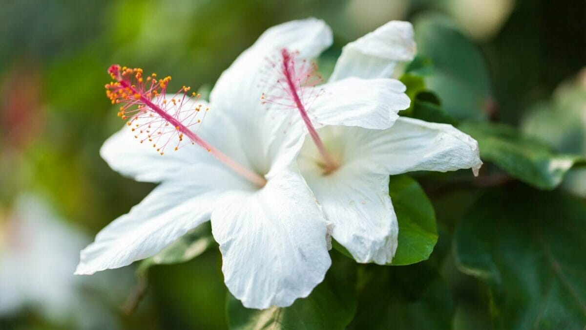 World’s Most Unique Flowers: So Rare, You Won’t Believe They Exist 15 Koki'o (Hibiscus arnottianus) flower