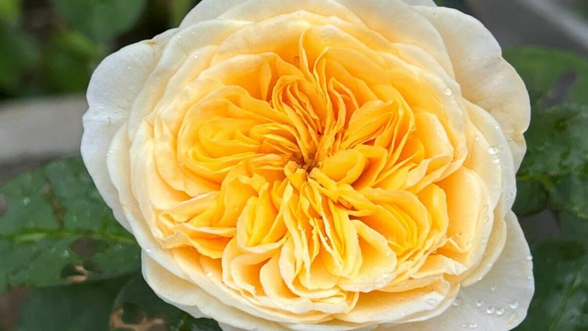 World’s Most Unique Flowers: So Rare, You Won’t Believe They Exist 10 Juliet rose - most rare rose in the world