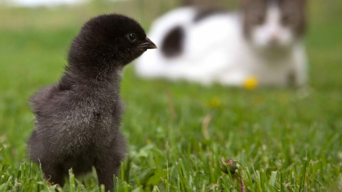 Rare Chicken Breeds: The World's Most Fascinating & Unusual Poultry 8 La Flèche chicken breed