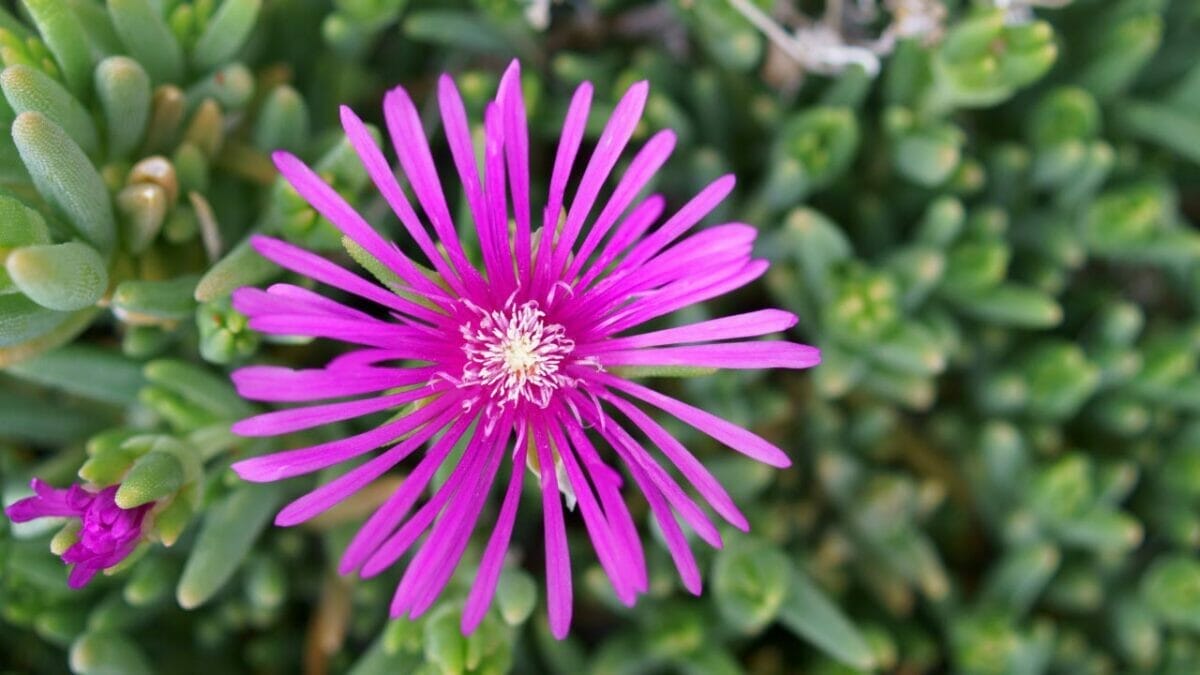 Different Types of Succulents You Won't Believe Exist (With Pictures) 25 Lampranthus spectabilis
