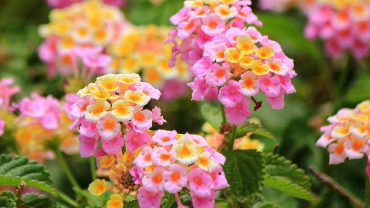14 Gorgeous Sun Plants That Bloom All Summer 7 Lantana sun flower