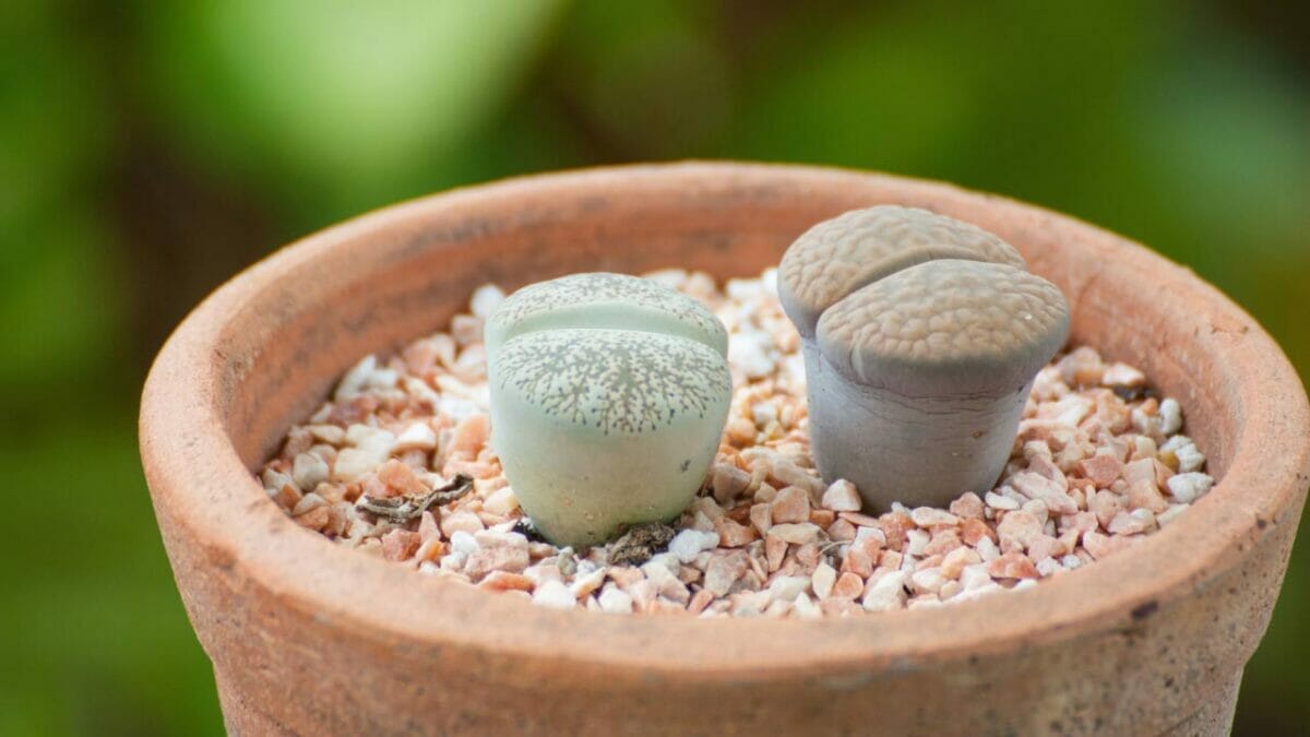 Different Types of Succulents You Won't Believe Exist (With Pictures) 26 Lithops aucampiae