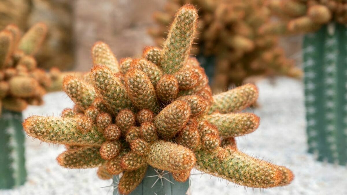 Different Types of Succulents You Won't Believe Exist (With Pictures) 27 Mammillaria elongata succulent