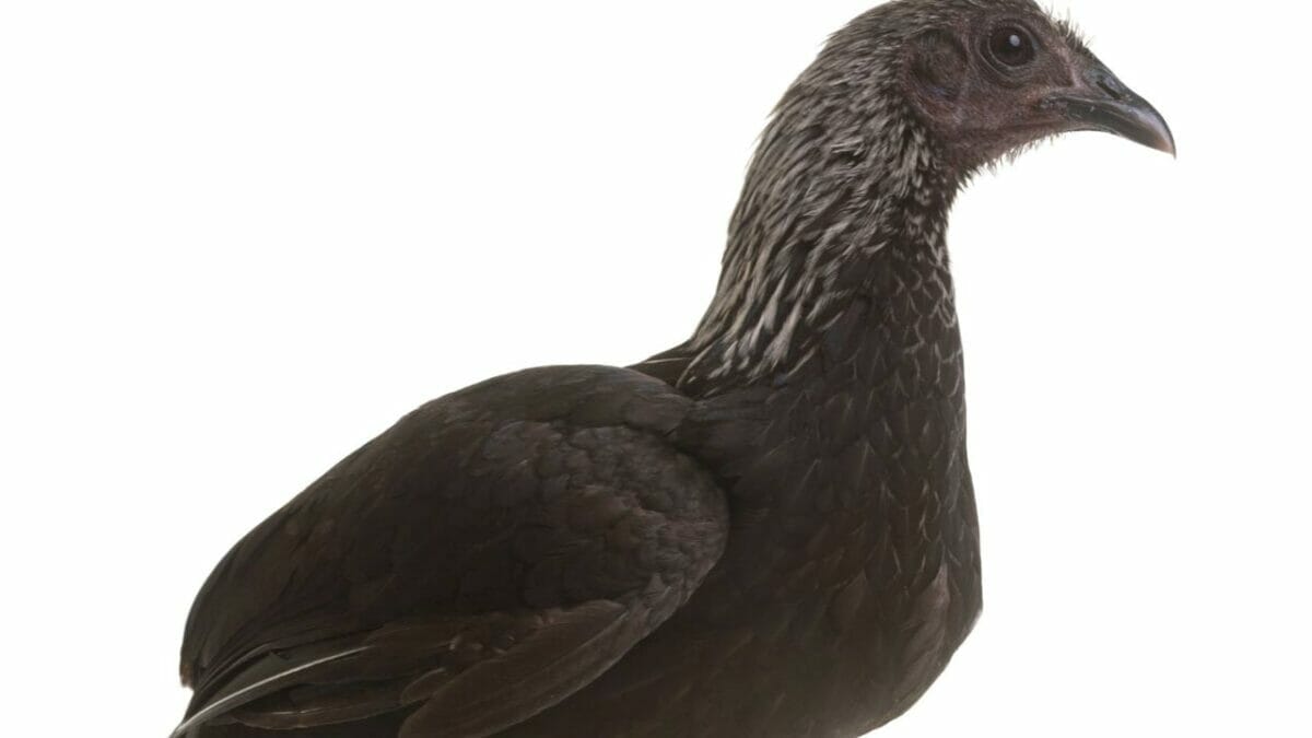 Rare Chicken Breeds: The World's Most Fascinating & Unusual Poultry 14 Modern Game chicken breed