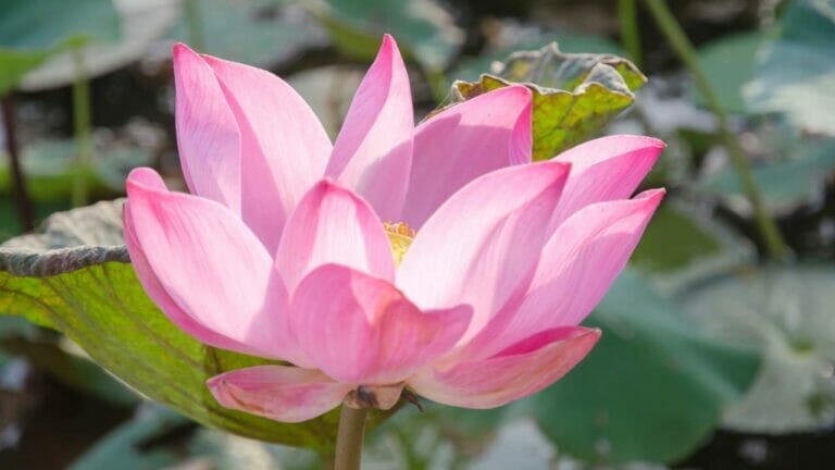 Nelumbo nucifera lotus-flower