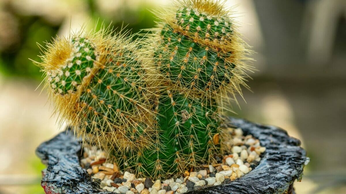 Different Types of Succulents You Won't Believe Exist (With Pictures) 28 Notocactus leninghausii