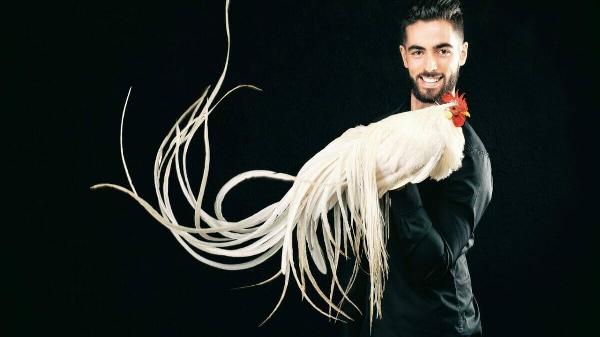 Rare Chicken Breeds: The World's Most Fascinating & Unusual Poultry 3 Onagadori chicken breed