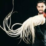 Rare Chicken Breeds: The World's Most Fascinating & Unusual Poultry 27 Onagadori rare chicken breed