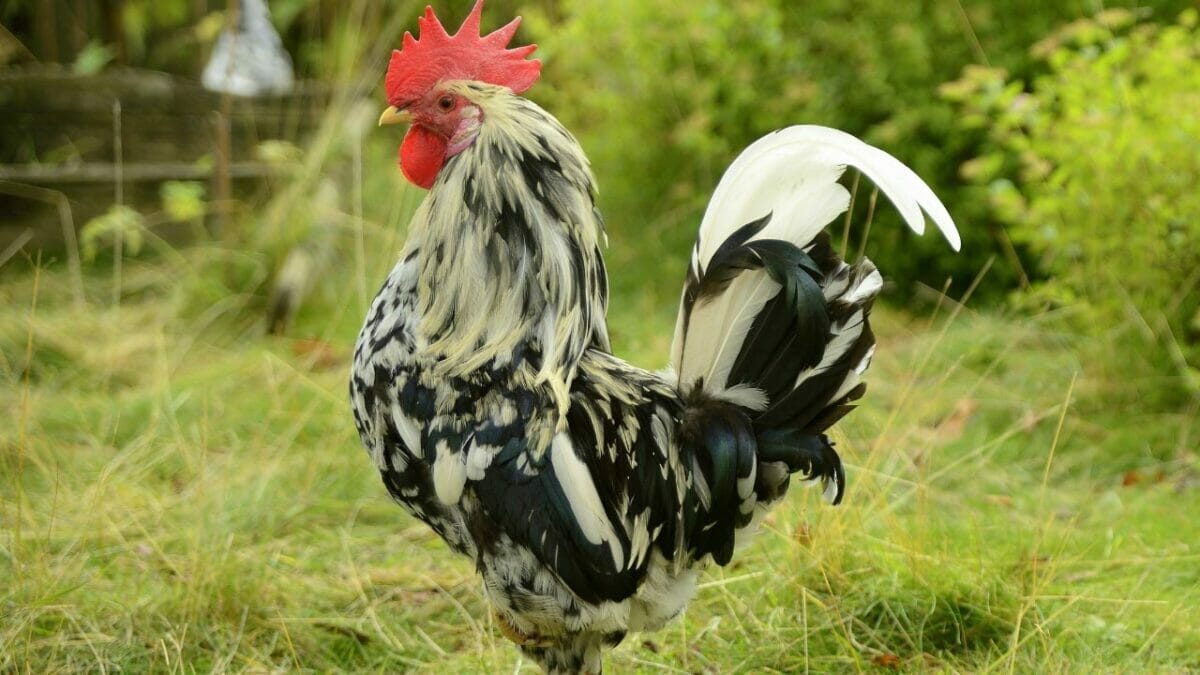 Rare Chicken Breeds: The World's Most Fascinating & Unusual Poultry 10 Orust chicken breed