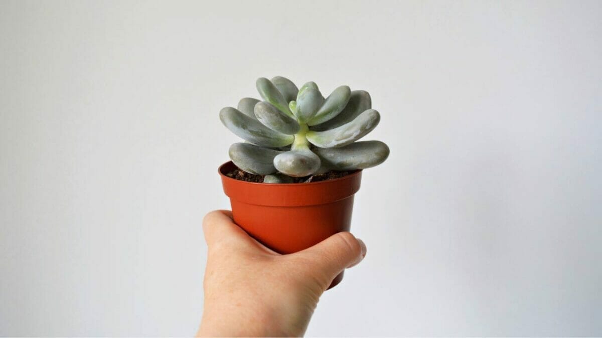 Different Types of Succulents You Won't Believe Exist (With Pictures) 31 Pachyphytum oviferum