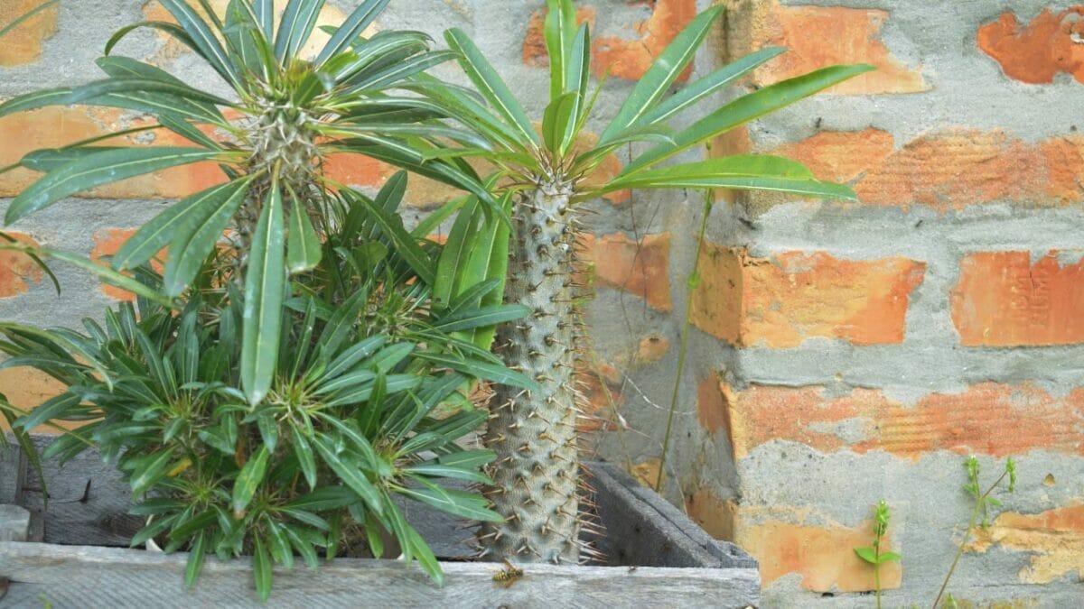 Different Types of Succulents You Won't Believe Exist (With Pictures) 32 Pachypodium lamerei