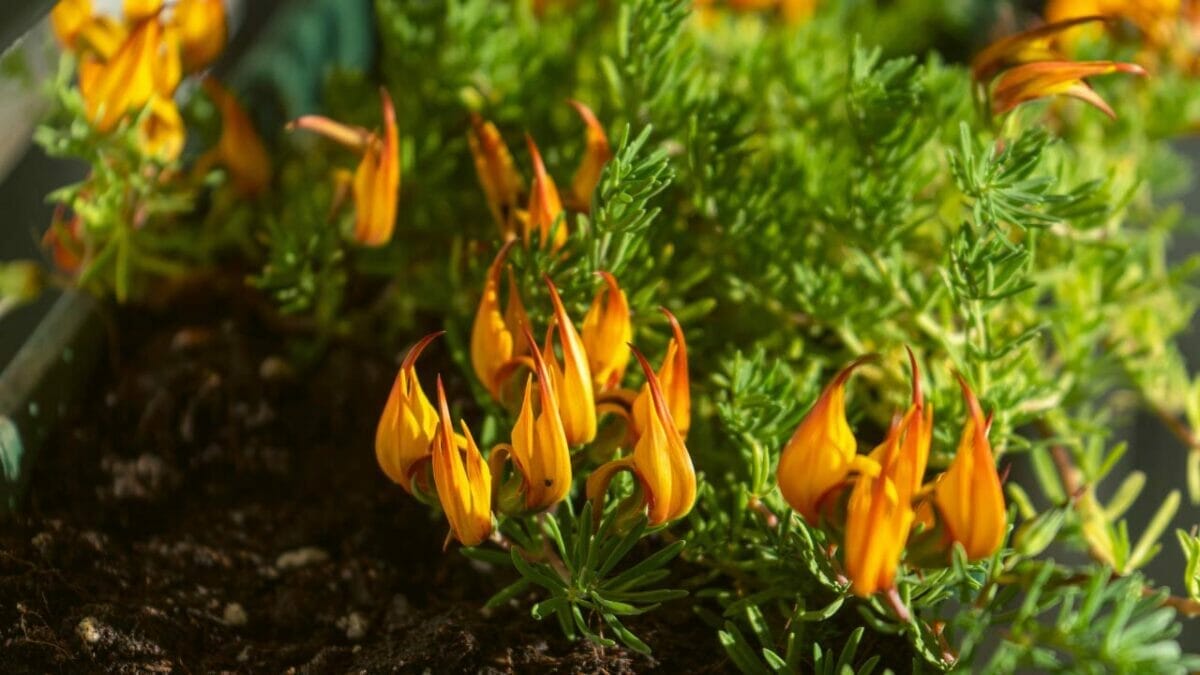World’s Most Unique Flowers: So Rare, You Won’t Believe They Exist 14 parrots beak flower