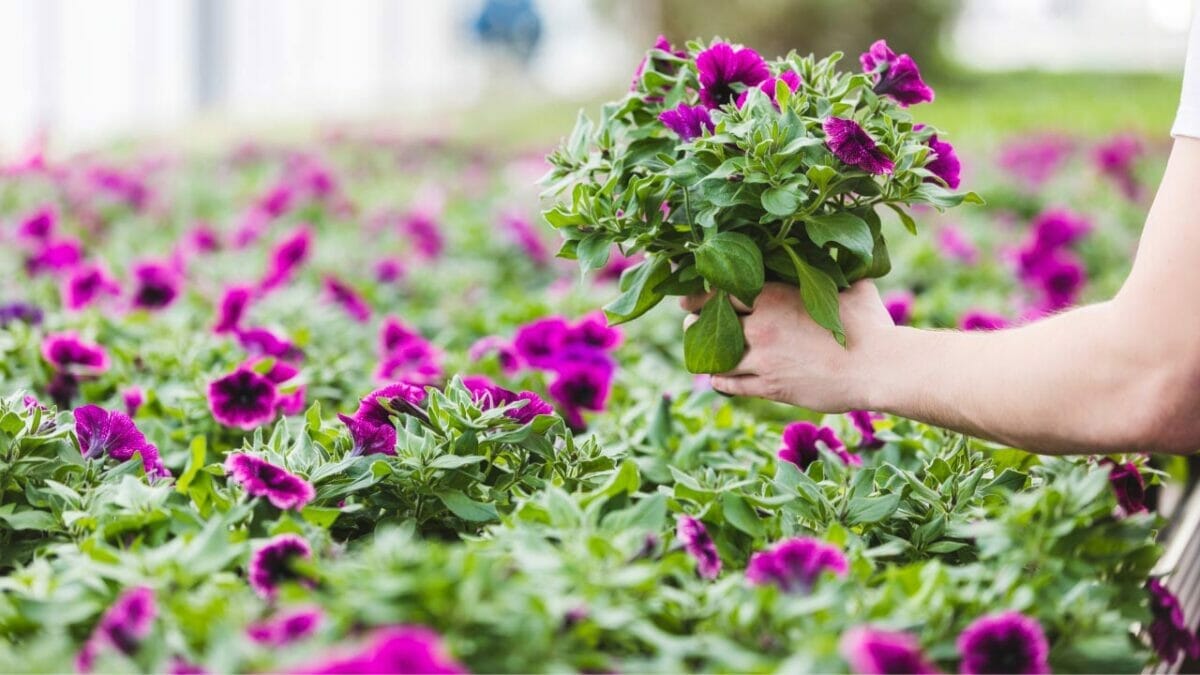 14 Gorgeous Sun Plants That Bloom All Summer 11 Petunia Flower