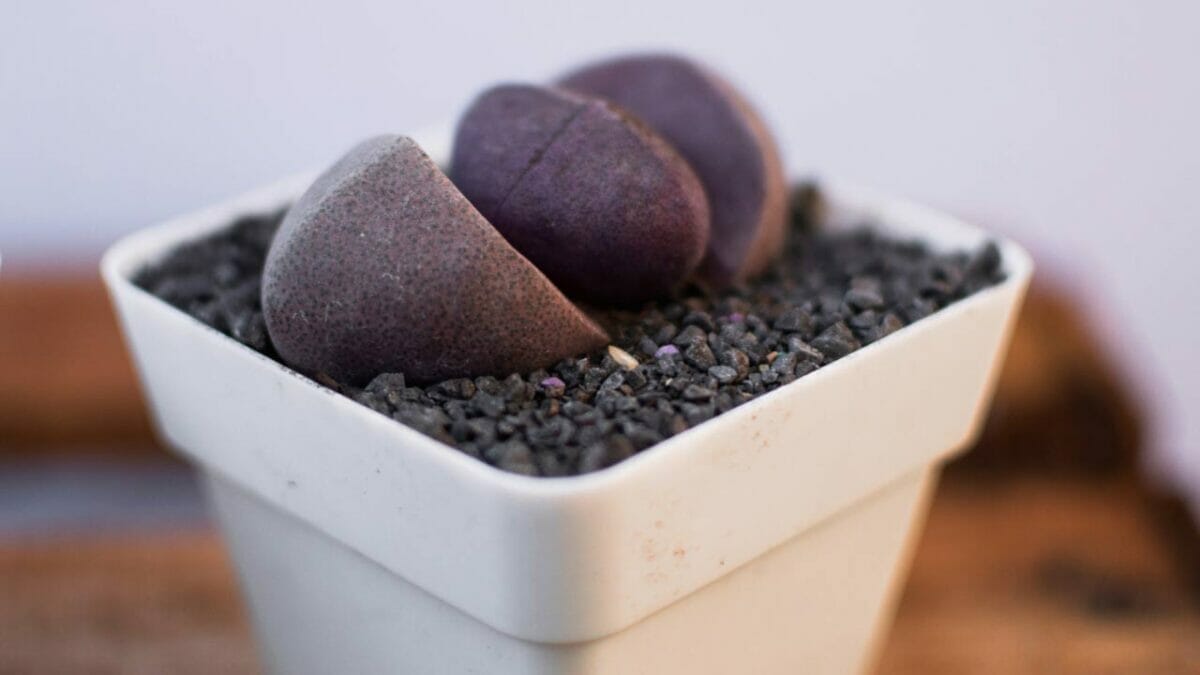 Different Types of Succulents You Won't Believe Exist (With Pictures) 34 Pleiospilos nelii