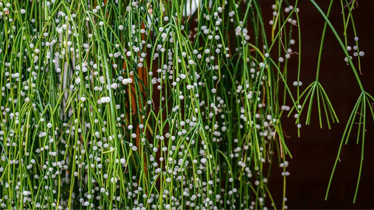 Different Types of Succulents You Won't Believe Exist (With Pictures) 36 Rhipsalis baccifera