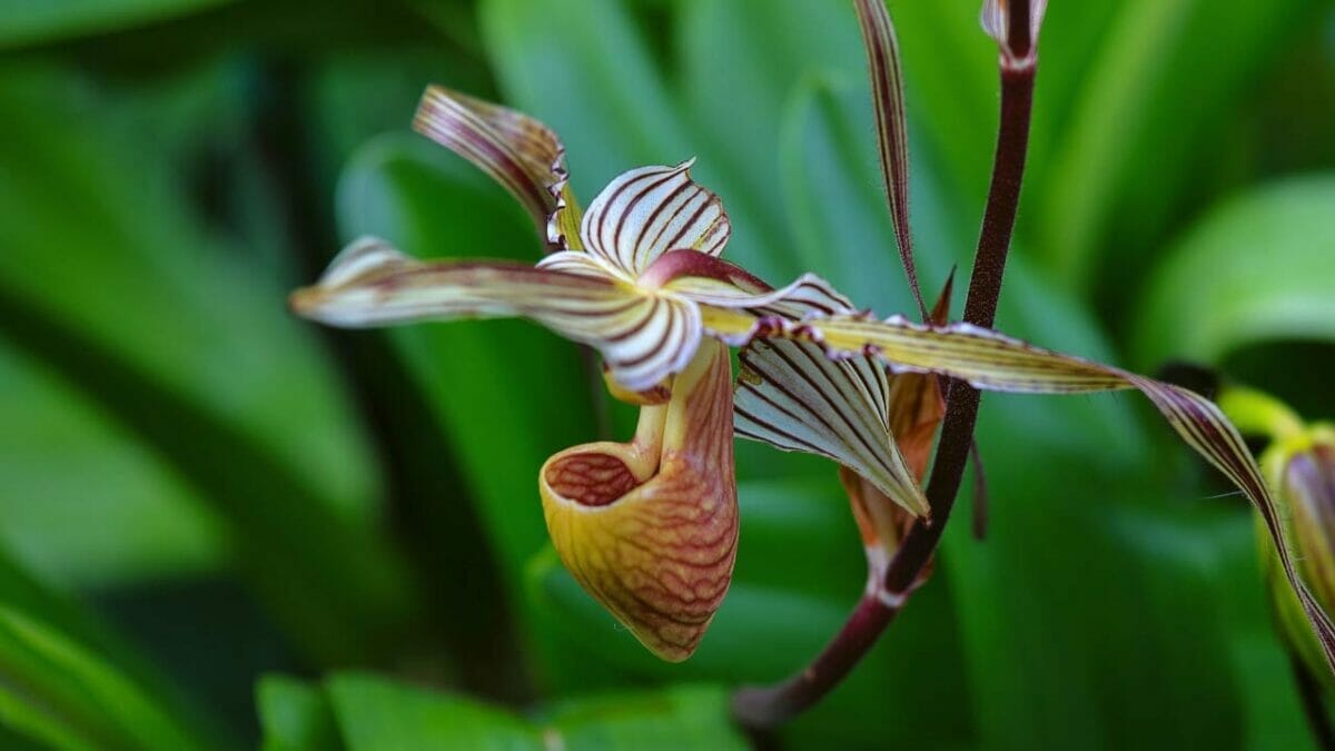 World’s Most Unique Flowers: So Rare, You Won’t Believe They Exist 13 unique Rothschild's Slipper Orchid flower