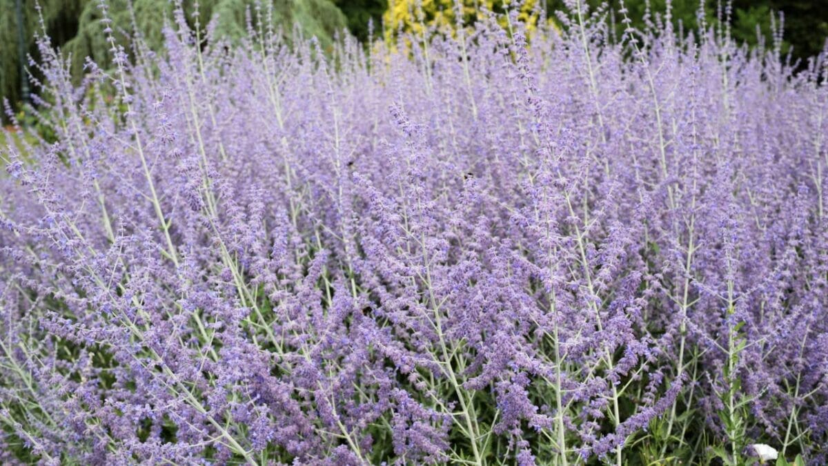 Say Goodbye to Weeding: 14 Perennial Wildflowers for a Carefree Garden - Russian sage Flower dp28718677
