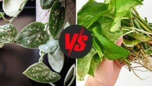 Scindapsus vs. Pothos: Plant Lovers, Choose Your Champion! 1 scindapsus vs pothos plants compared