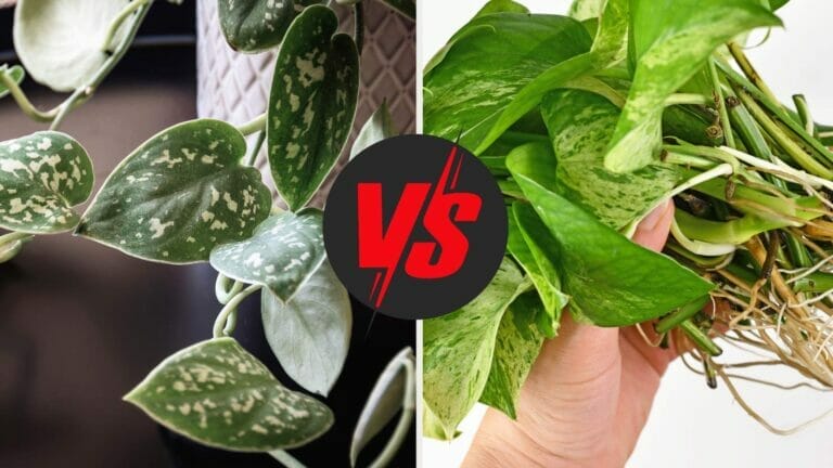 Scindapsus vs. Pothos: Plant Lovers, Choose Your Champion! 5 scindapsus vs pothos plants compared