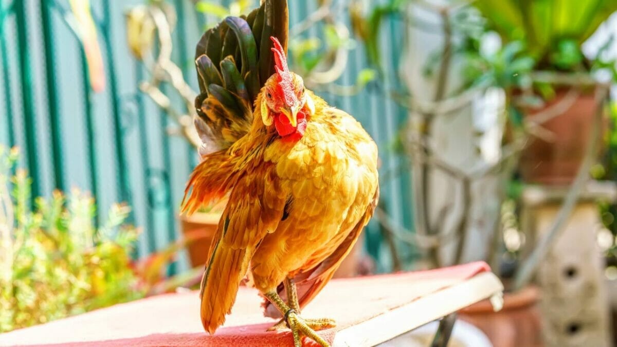 Rare Chicken Breeds: The World's Most Fascinating & Unusual Poultry 4 Serama chicken breed