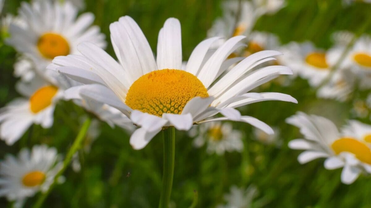 20 Perennial Flowers that Keep Your Garden Alive from Spring to Fall - Shasta Daisy Flower dp290191276
