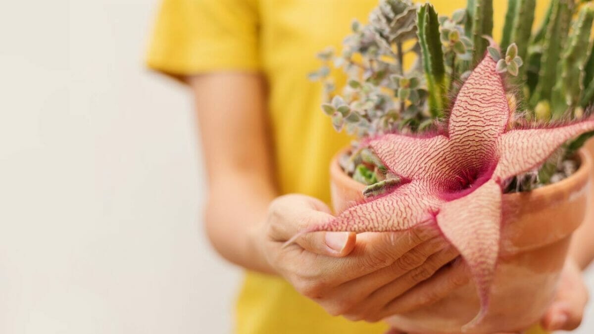 Different Types of Succulents You Won't Believe Exist (With Pictures) 41 Stapelia gigantea