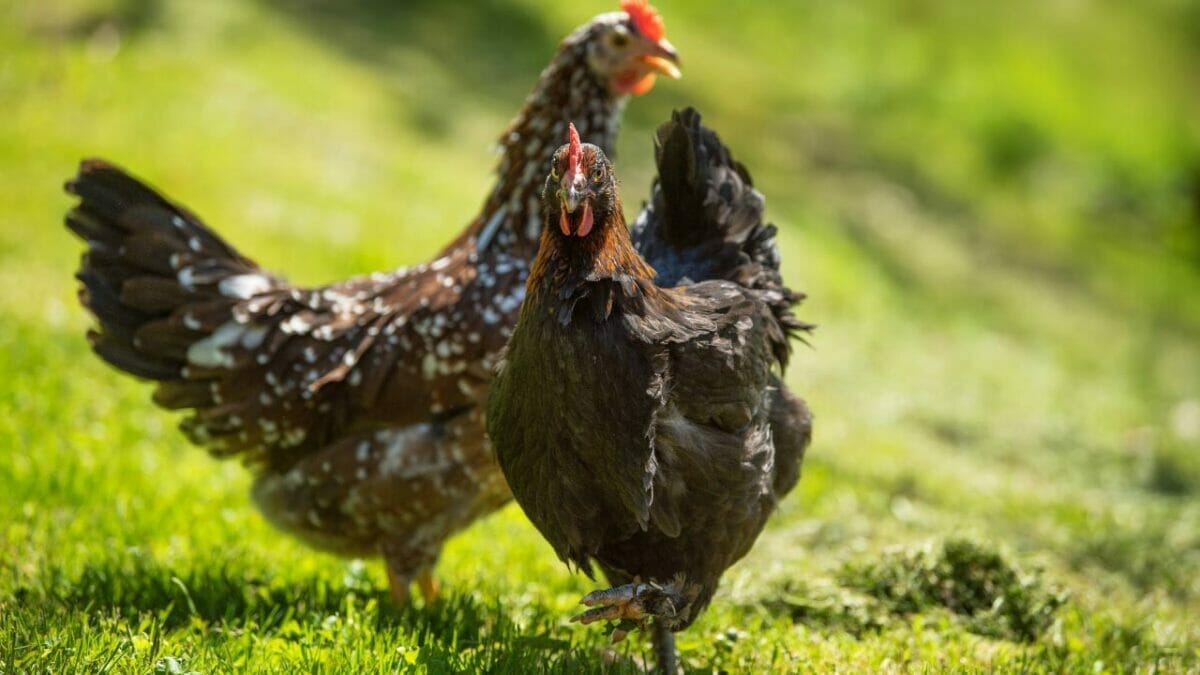 Rare Chicken Breeds: The World's Most Fascinating & Unusual Poultry 11 Swedish Flower Hen chicken breed