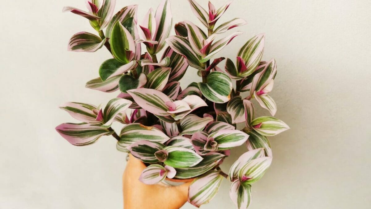 17 Gorgeous Pink-Leaved Plants That Are Stealing the Spotlight 18 Tradescantia Nanouk plant