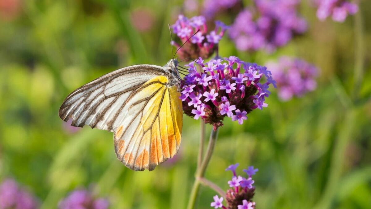 14 Gorgeous Sun Plants That Bloom All Summer 15 Verbena Flower