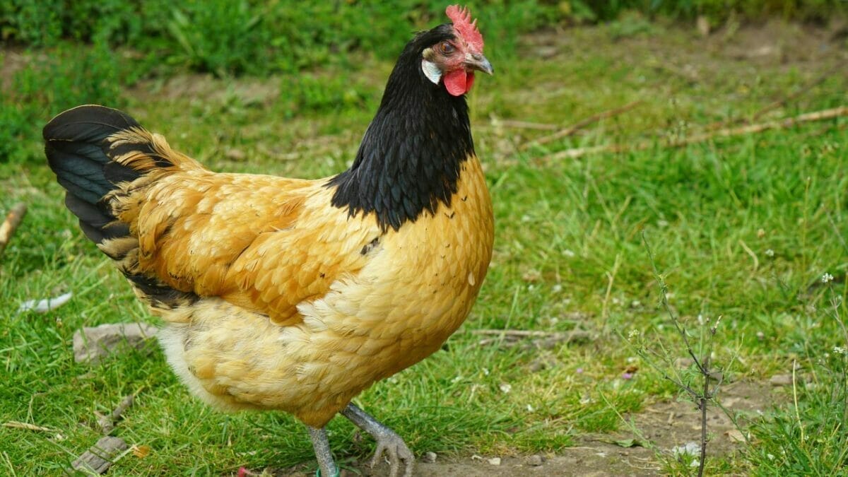 Rare Chicken Breeds: The World's Most Fascinating & Unusual Poultry 20 Vorwerk chicken breed