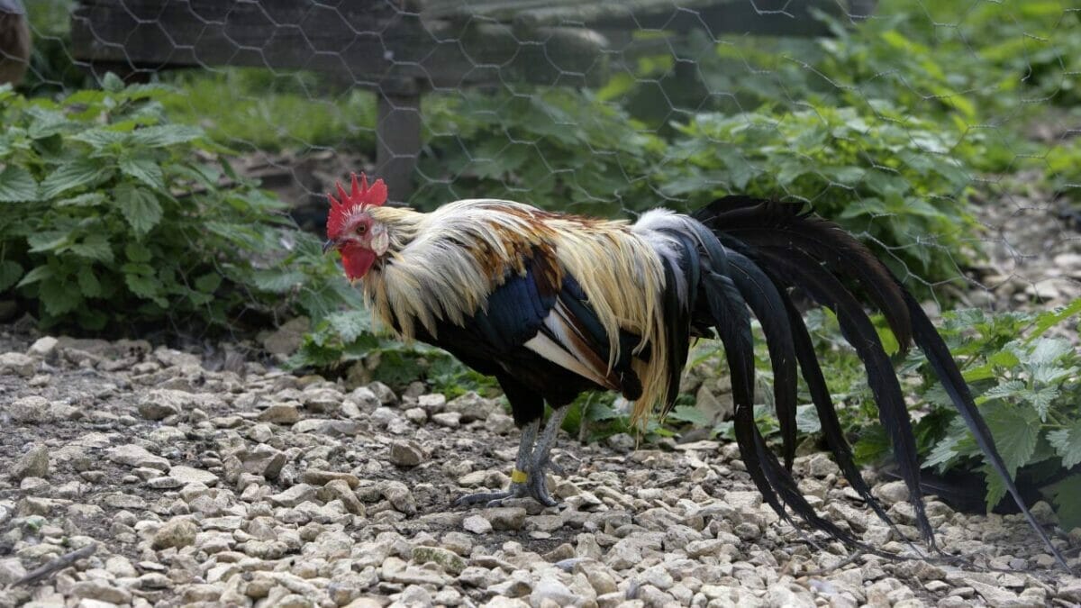 Rare Chicken Breeds: The World's Most Fascinating & Unusual Poultry 12 Yokohama chicken breed