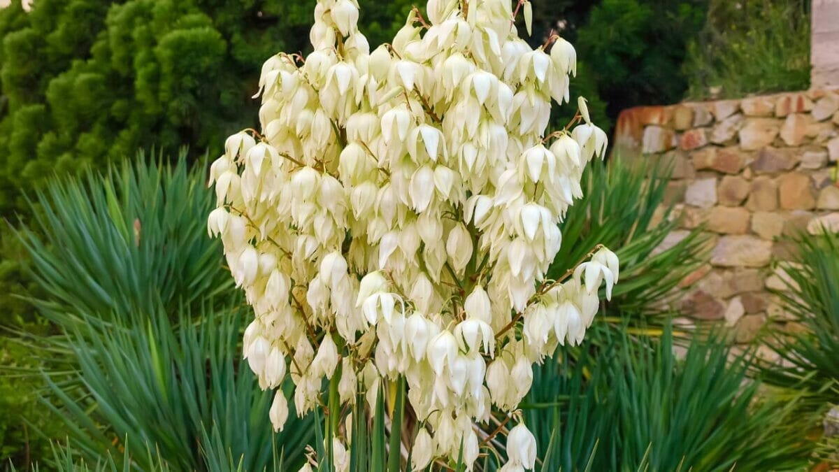 Different Types of Succulents You Won't Believe Exist (With Pictures) 42 Yucca filamentosa