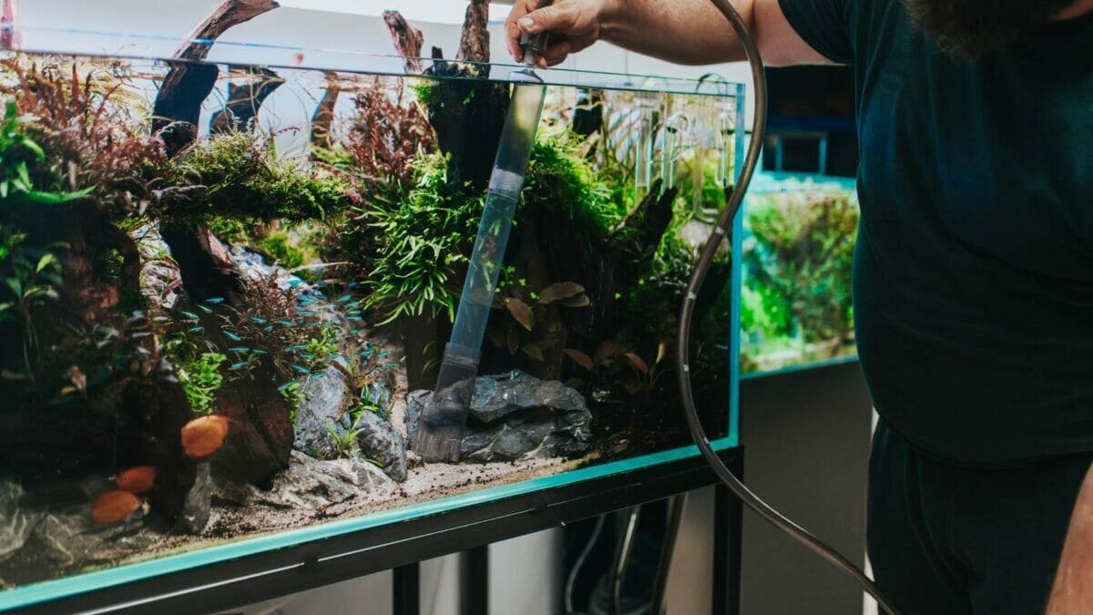 Homemade Fertilizer for Pothos: DIY Options for Thriving Plants 2 using aquarium water for homemade pothos fertilizer