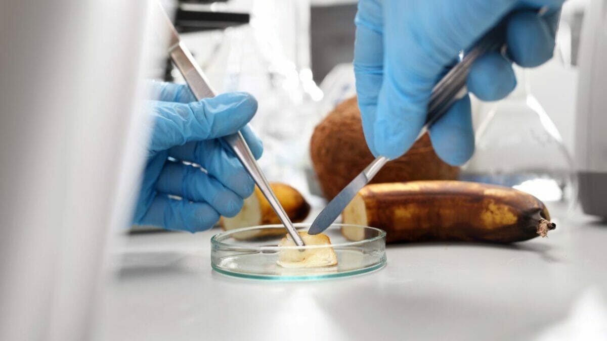 Are Bananas Man Made: This Will Make You Go Bananas 3 banana being man made fruit