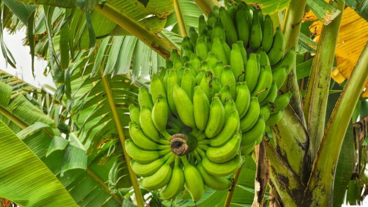 Are Bananas Man Made: This Will Make You Go Bananas 2 banana tree