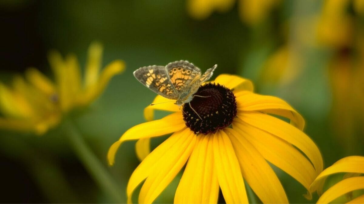 Say Goodbye to Weeding: 14 Perennial Wildflowers for a Carefree Garden - black eyed susan flower dp33536371
