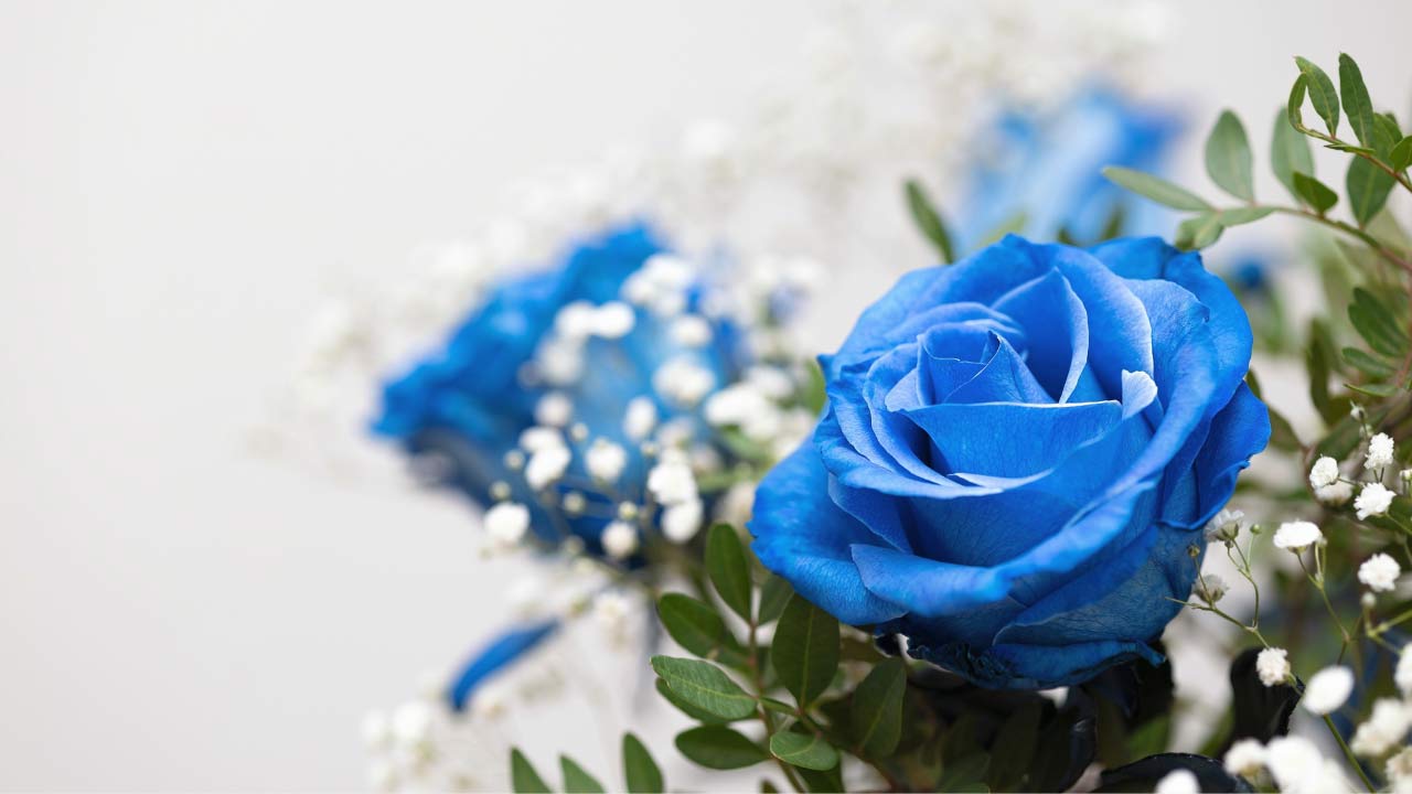 blue-roses-floral-ss2254729203 floral design with blue roses