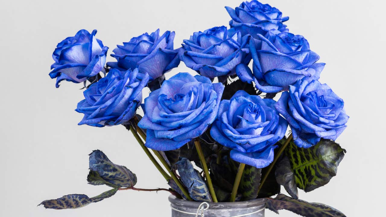blue-roses-vase-ss1334342252 blue roses in a vase