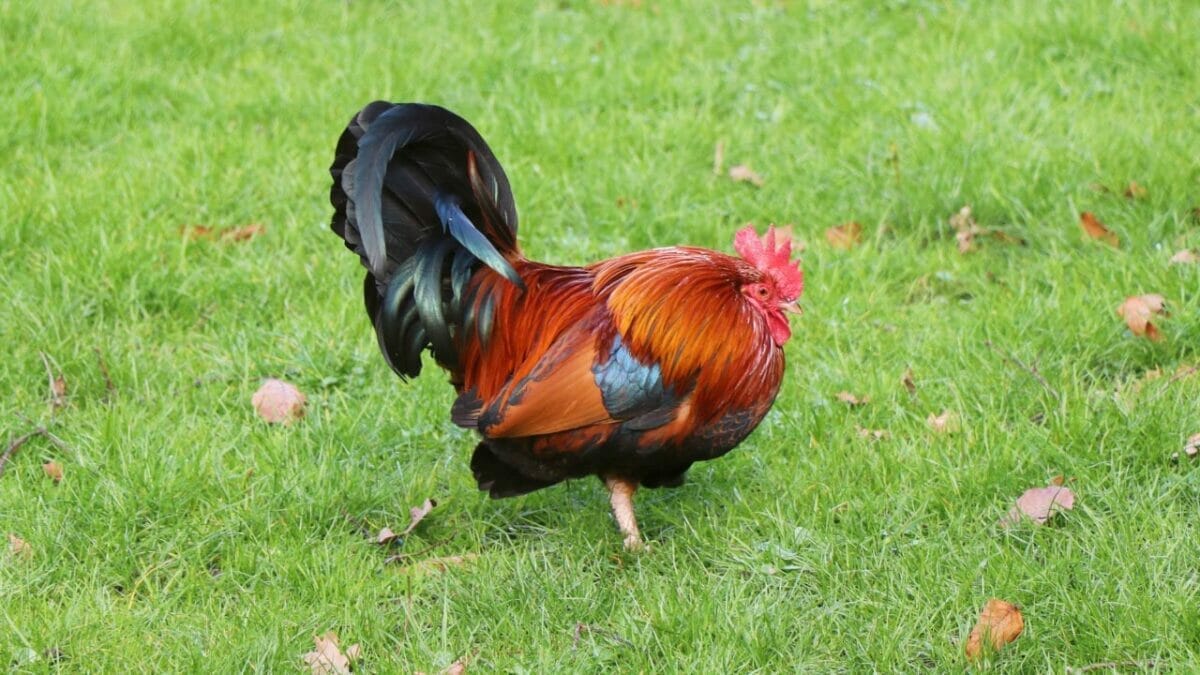 Rare Chicken Breeds: The World's Most Fascinating & Unusual Poultry 7 breda fowl chicken breed