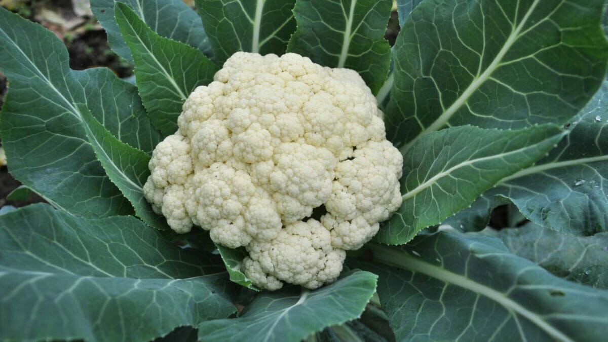 17 Vegetables That Do Not Like Peat Moss: Revealed 7 cauliflower