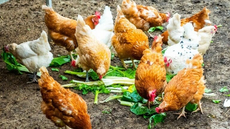 Can Chickens Eat Broccoli? The Truth About This Veggie Treat 3 chickens eating broccoli