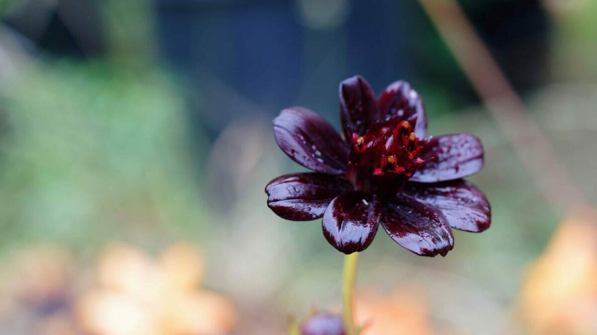 World’s Most Unique Flowers: So Rare, You Won’t Believe They Exist 8 chocolate cosmos flower