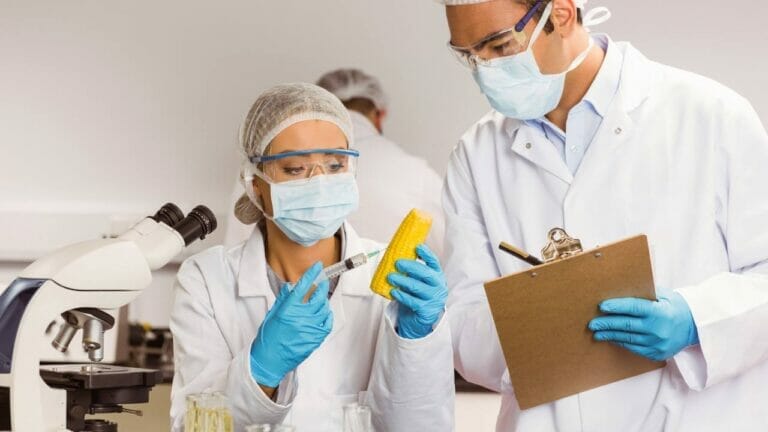 Is Corn Man-Made: Uncovering the Human Influence on Nature's Bounty 2 corn man made in lab