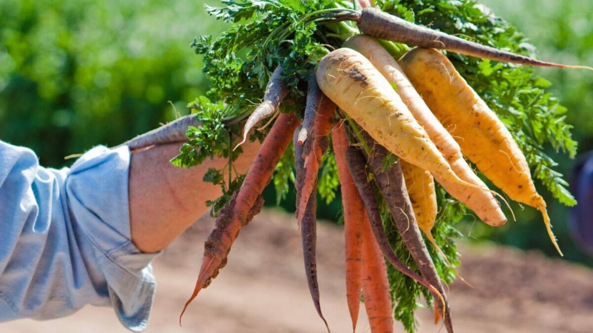 17 Vegetables That Do Not Like Peat Moss: Revealed 6 carrots